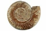 Jurassic Ammonite (Perisphinctes) - Madagascar #191448-1